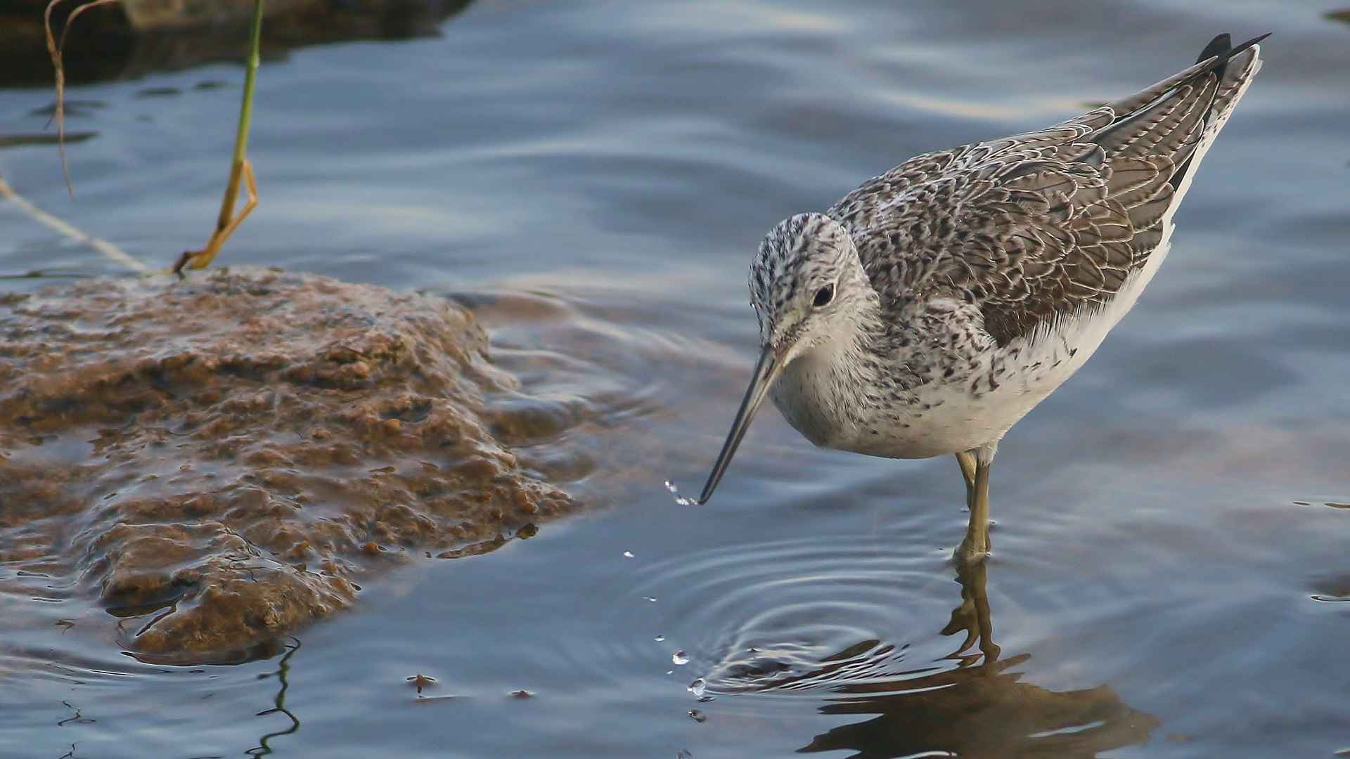Common Greenshank